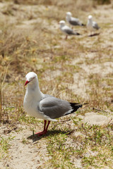 Red-billed gulls, a seagull native to New Zealand, in beach grasses