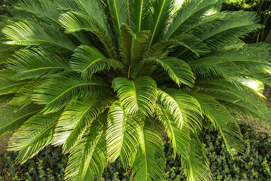 lush cycas revoluta. fake small palm tree