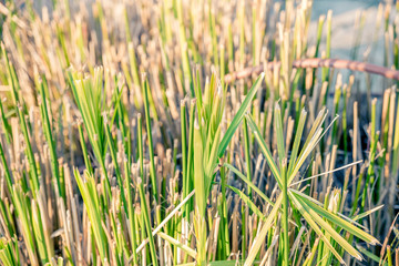 floral background. tall grass being reborn in spring