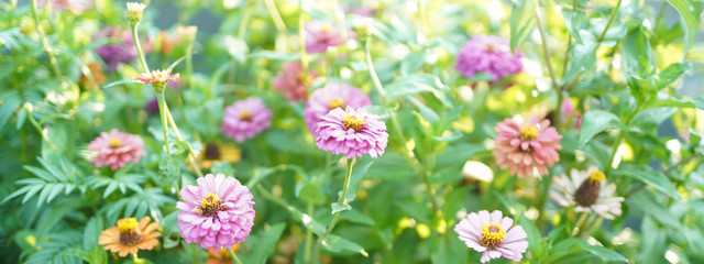 Flower soft focus with some sharp and blurred background.