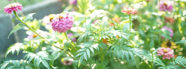 Flower soft focus with some sharp and blurred background.