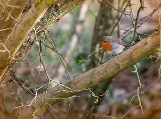 Robin on a branch. Robin bird.
