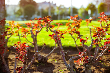 spring break. first rose leaves blooming in green garden