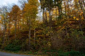 Sensory Gardens in Muszyna
