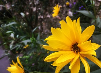 Fleurs jaune vues de près