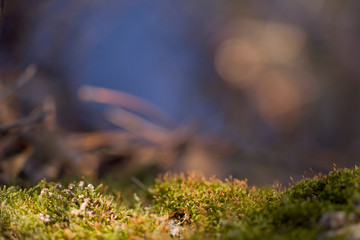 Obraz premium Mossy green surface in the sunshine closeup.