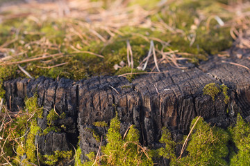 Green moss on an old tree saw cut. A burnt stump from a tree covered with moss on a sunny day.
