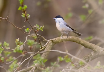 Marsh Tit (Poecile palustris). Bird on a branch