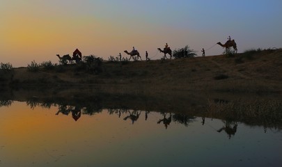 Fototapeta na wymiar Reflection of camels on a water at pushkar camel festival,rajasthan,india