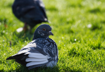 Pigeon on grass. Domestic pigeon