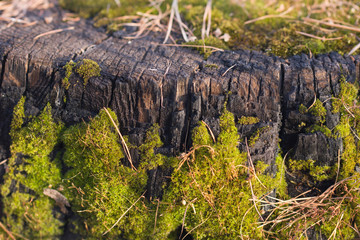 A burnt stump from a tree covered with moss on a sunny day.Green moss on an old tree saw cut.