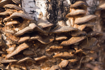Toadstool tree mushroom on the white bark of a tree in the natural environment on a sunny day. Poisonous grebes growing on the surface of a tree.