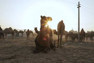 Fototapeta premium Silhouette of Camels at Pushkar Camel Fair (Pushkar Mela),rajasthan,india