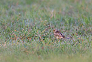 Emberiza citronella. Bird. Presură galbenă