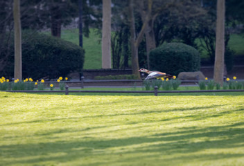 Duck in flight at sunrise