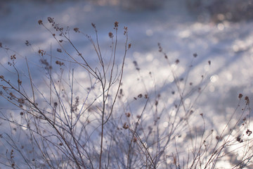 Thin fragile twigs on a blue background with round bright highlights in the natural environment close-up. Spring landscape of shrubs on a background glowing from the sun.