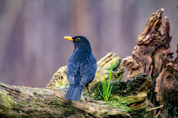 Blackbird