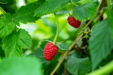 Ripe red raspberries on a bush. Delicious fresh berries. Homegrown, gardening and agriculture consept. Natural organic food production.