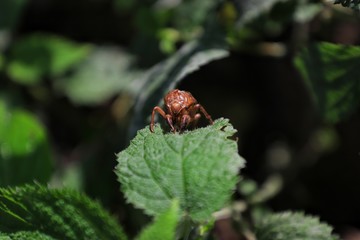 Beautiful Beetle with Colorful and Textured Body