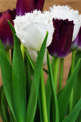 Naklejka premium Tulips in the flower garden on the background of a boardwalk