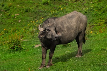 Obraz premium beautiful shot of himalyan buffalo