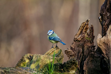 Bluetit