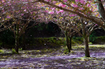 桜が散る森