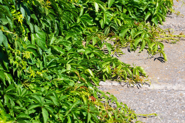 A weaving liana from a fence down the road