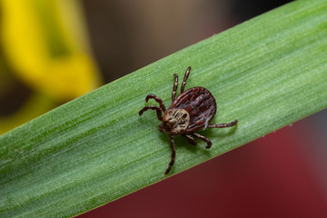 Tick (Ixodes ricinus) sits on a green grass, this kind of animal is a dangerous parasite and carrier of infection