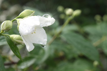 Regentropfen auf einer weissen Blüte