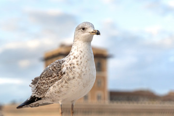 Big seagull sitting on concrete border in cityscape background, on Altare della Patria of Rome, Italy.