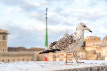 Big seagull sitting on concrete border in cityscape background, on Altare della Patria of Rome, Italy.