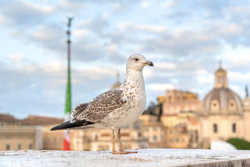 Big seagull sitting on concrete border in cityscape background, on Altare della Patria of Rome, Italy.