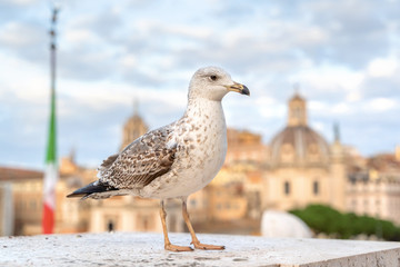 Big seagull sitting on concrete border in cityscape background, on Altare della Patria of Rome, Italy.