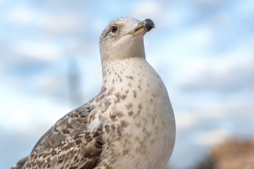 Big seagull sitting on concrete border in cityscape background, on Altare della Patria of Rome, Italy.
