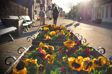 Spring street of the city is decorated with flowers.