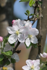 Fototapeta na wymiar Apfelblüten 