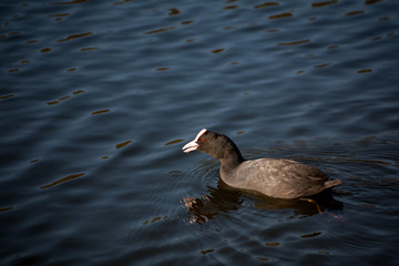 mating games of Fulica atra
