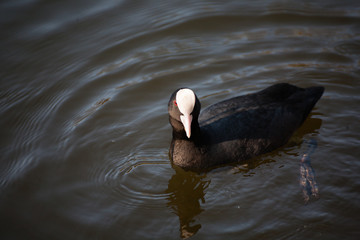 mating games of Fulica atra