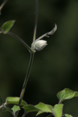 Bl&uuml;tenknospe einer Waldrebe