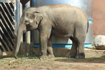 Naklejka premium elephant walks by the hedge