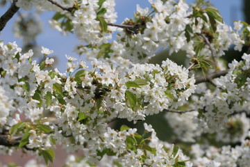 Birnenblüten