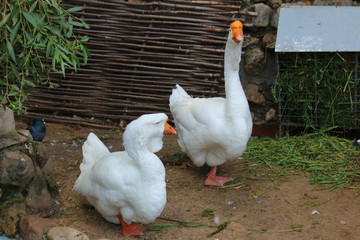 geese walk in the yard