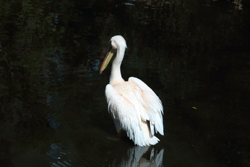 pink pelicans in the pond