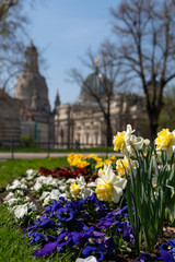 Fototapeta premium Spring vibes in Dresden, Frauenkirche, saxony, germany