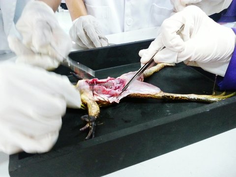Hands Dissecting Frog