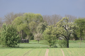 Landschaft im Frühling

