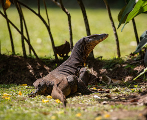 Monitor Lizard full length looking bihind 