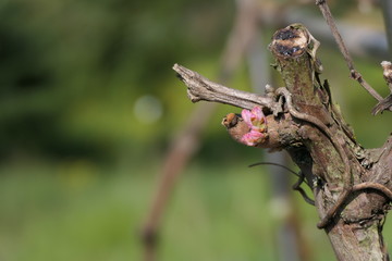 Reben mit Knospen