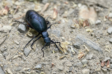 Black oil beetle (Meloe proscarabaeus) - insect of the year 2020